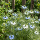Love In A Mist