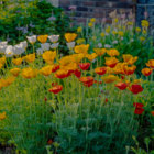 Mixed Poppy