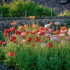 Mixed Poppy