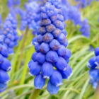 Grape Hyacinth Bulbs In the Green (Muscari neglectum)