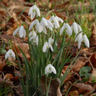 Single Snowdrop Bulbs In The Green (Galanthus nivalis)