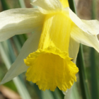 Wild Daffodil Bulbs (Narcissus lobularis)