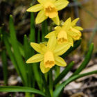 Tenby Daffodil Bulbs (Narcissus obvallaris)