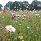 Native Enriched Wildflower Turf®