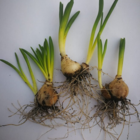 Nodding Star of Bethlehem Bulbs In The Green (Ornithogalum nutans)