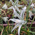 Nodding Star of Bethlehem Bulbs (Ornithogalum nutans)