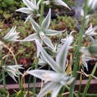 Nodding Star of Bethlehem Bulbs In The Green (Ornithogalum nutans)