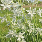 Nodding Star of Bethlehem Bulbs In The Green (Ornithogalum nutans)