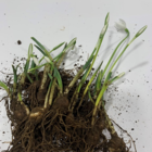 Single Snowdrop Bulbs In The Green (Galanthus nivalis)