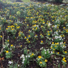 Single Snowdrop Bulbs In The Green (Galanthus nivalis)