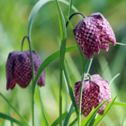 Snakes Head Fritillary