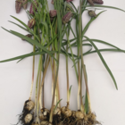 Snakes Head Fritillary Bulbs In The Green (Fritillaria meleagris)
