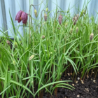 Snakes Head Fritillary Bulbs (Fritillaria meleagris)
