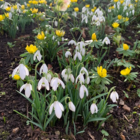 Single Snowdrop Bulbs In The Green (Galanthus nivalis)