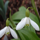 Snowdrop Bulbs (Galanthus ikariae)