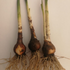 Summer Snowflake Bulbs In The Green (Leucojum aestivum)
