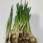 Tenby Daffodil Bulbs In The Green (Narcissus obvallaris)