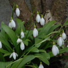 Snowdrop Bulbs (Galanthus ikariae)