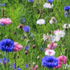 ColourMax 8