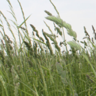 Wild Grass Meadow