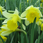 Wild Daffodil Bulbs In The Green (Narcissus pseudonarcissus)
