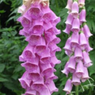 Foxglove Seeds (Digitalis purpurea)
