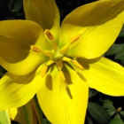 Wild Tulip Bulbs In The Green (Tulipa sylvestris)
