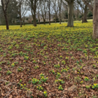 Winter Aconite Bulbs In The Green (Eranthus hyemalis)