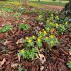 Winter Aconite Bulbs In The Green (Eranthus hyemalis)