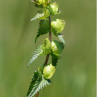 Yellow Rattle