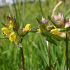 Yellow Rattle