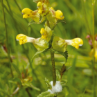 Yellow Rattle Seeds (Rhinanthus minor)