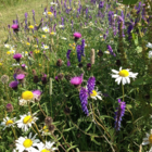 Hedgerow and Shade Wildflower Seeds LW7M 80/20