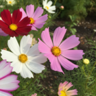 Mixed Cosmos