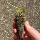 Crested Dogstail Plug Plants (Cysnosurus cristatus)