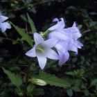 Nettle Leaved Bellflower Plants (Campanula trachelium)