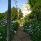 Shade Tolerant Wildflower Turf®