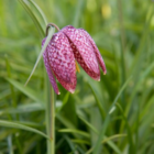 Snakes Head Fritillary Bulbs In The Green (Fritillaria meleagris)