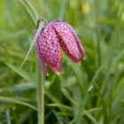 Snakes Head Fritillary Bulbs (Fritillaria meleagris)