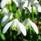 Single Snowdrop Bulbs In The Green (Galanthus nivalis)