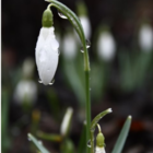 Single Snowdrop Bulbs In The Green (Galanthus nivalis)