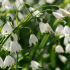 Summer Snowflake Bulbs In The Green (Leucojum aestivum)