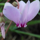 Wild Cyclamen Tubers (Cyclamen hederifolium)
