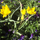 Wild Tulip Bulbs In The Green (Tulipa sylvestris)