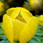 Winter Aconite Bulbs In The Green (Eranthus hyemalis)