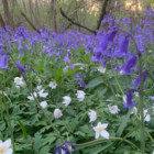 Bluebell Bulbs - Woodland Grown (Hyacinthoides non-scripta)