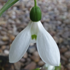Snowdrop Bulbs (Galanthus ikariae)