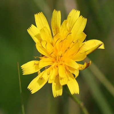 Autumn Hawkbit Seeds (Leontodon autumnalis)