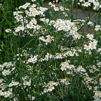 Sneezewort Seeds (Achillea ptarmica)