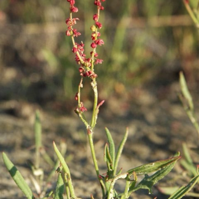 Sheep's Sorrel Seeds (Rumex acetosella)
